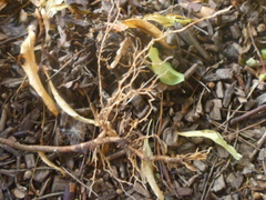 Pittosporum tenuifolium