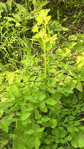 tall meadow-rue