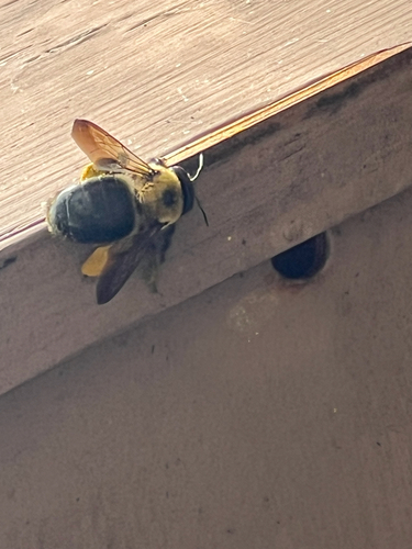 Eastern Carpenter Bee