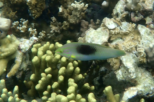 Halichoeres chloropterus observed 2025-06-02