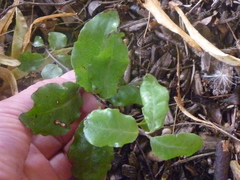 Pittosporum tenuifolium