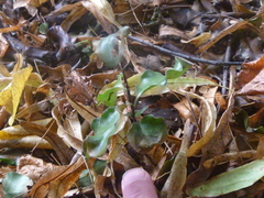 Pittosporum tenuifolium
