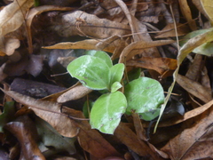 Pittosporum tenuifolium