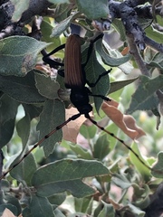 Tragidion densiventre