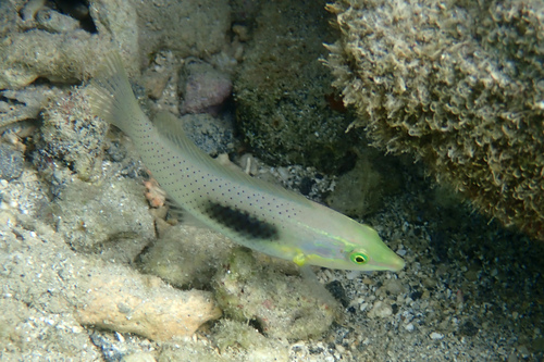 Halichoeres chloropterus observed 2025-06-02