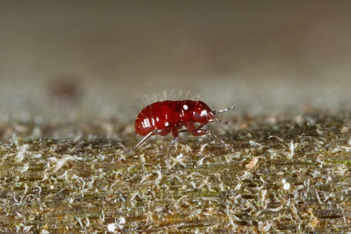 Ceratocombidae