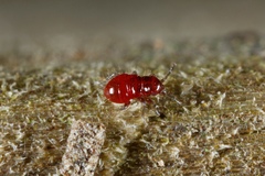 Ceratocombidae