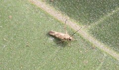 Eretmocera impactella
