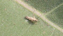 Eretmocera impactella