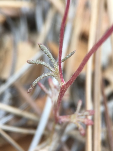Image of Linanthus concinnus by (c) Matt Berger, some rights reserved (CC BY)