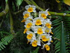 Dendrobium thyrsiflorum