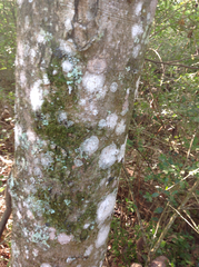 Celtis laevigata laevigata