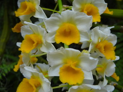 Dendrobium thyrsiflorum