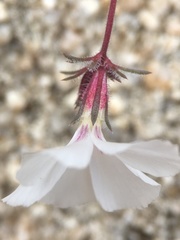 Linanthus concinnus