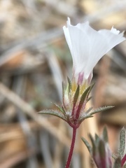 Linanthus concinnus