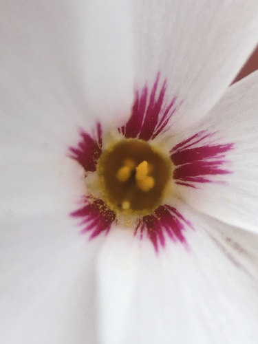 Image of Linanthus concinnus by (c) Matt Berger, some rights reserved (CC BY)