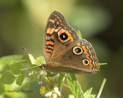 Junonia neildi varia