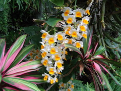 Dendrobium thyrsiflorum
