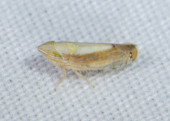 Scaphytopius elegans