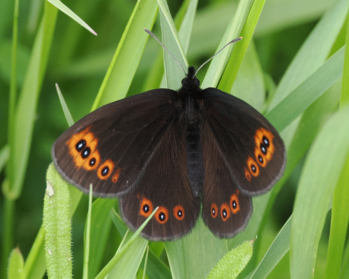 Woodland Ringlet, photo 2 of 10