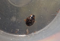 Parexochomus nigromaculatus