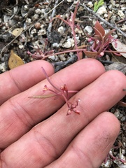 Claytonia parviflora viridis