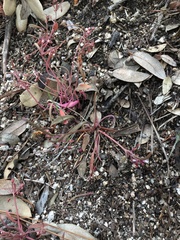 Claytonia parviflora viridis