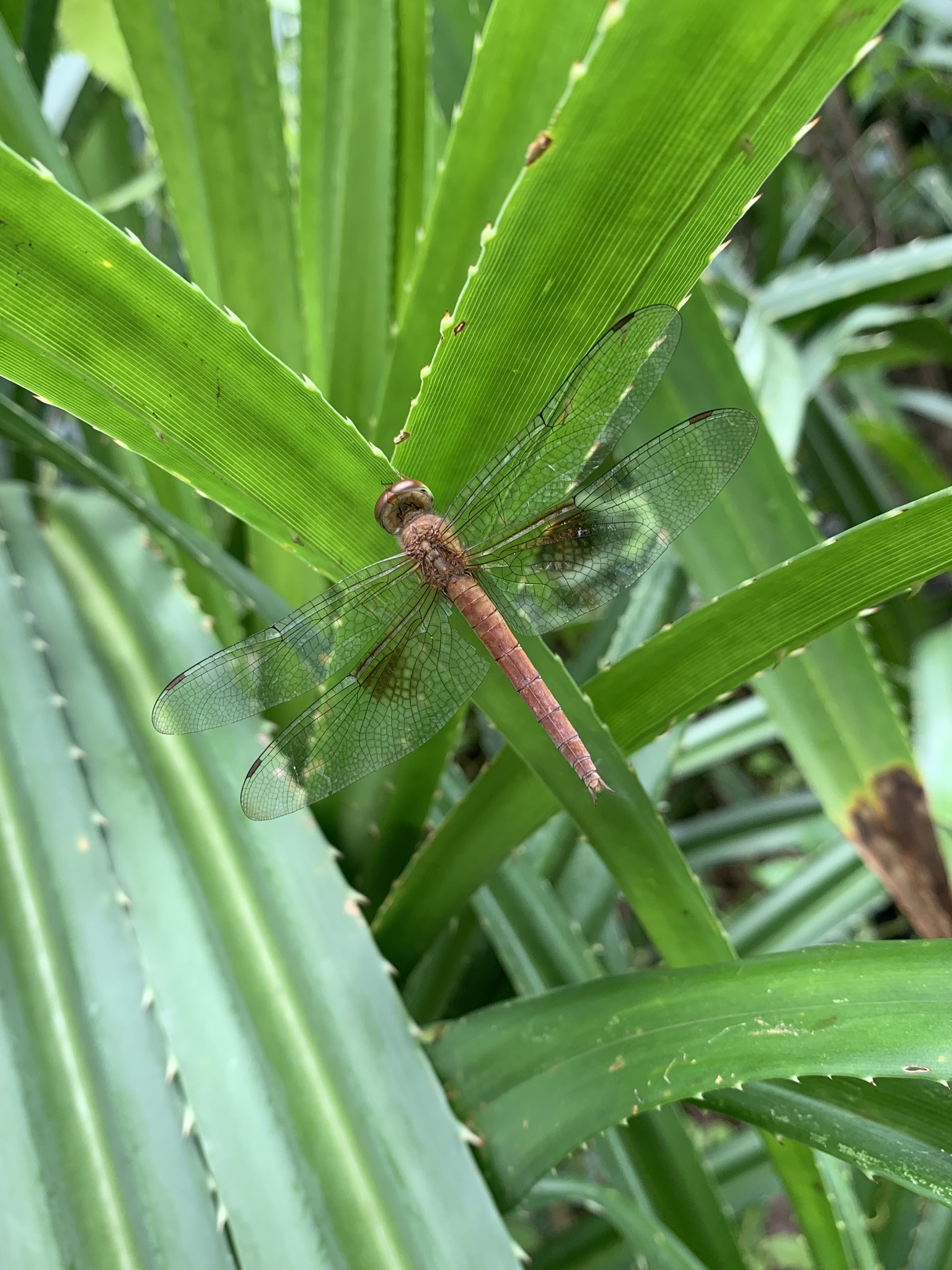 Coral-Tailed Cloudwing