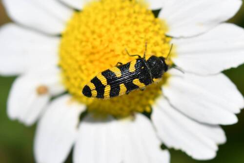 Acmaeodera quadrifasciata