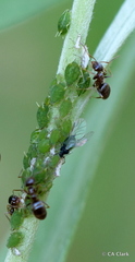 Aphis farinosa