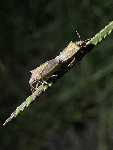 Rice stink bug