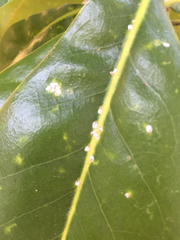 Pseudaulacaspis major