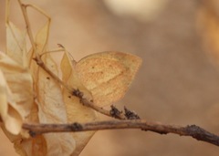 Eurema laeta