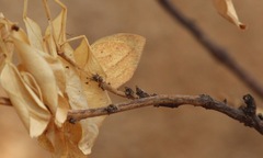 Eurema laeta