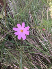 Cosmos parviflorus