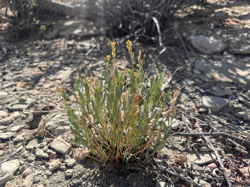 toad flax-cress (Hesperidanthus suffrutescens)