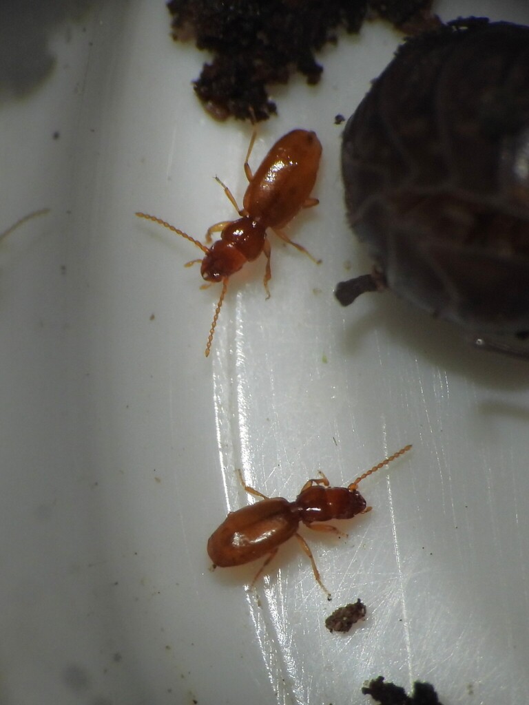 Binaghites