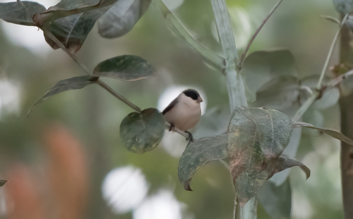 Black-crowned Waxbill (Estrilda nonnula), photo 10