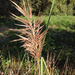 Plumegrasses - Photo (c) hanc2015, some rights reserved (CC BY-NC)