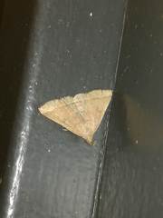 Pechipogo plumigeralis