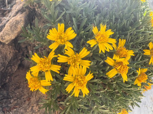 Torrey's Four-nerved Daisy (Tetraneuris torreyana)