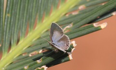 Catochrysops strabo strabo