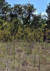 Oenothera glaucifolia