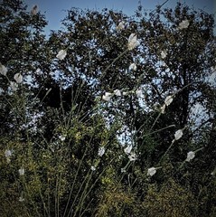 Oenothera glaucifolia