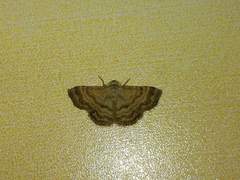 Emmiltis pygmaearia