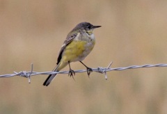 Motacilla flava thunbergi