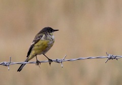 Motacilla flava thunbergi