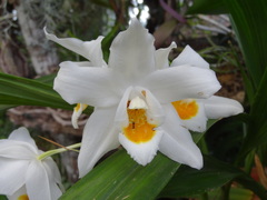 Coelogyne mooreana