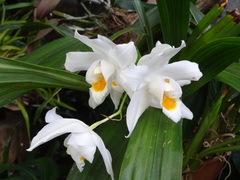 Coelogyne mooreana