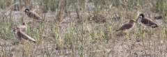 Vanellus leucurus
